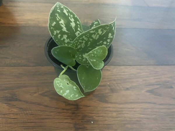 Velvet Pothos - Image 4