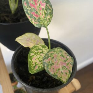 House Plant