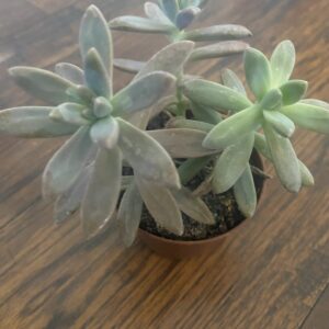 Succulents
