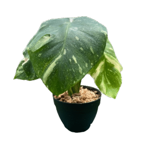 Monstera Constellation