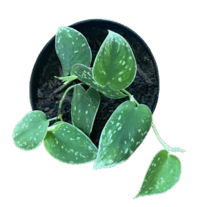 Velvet Pothos
