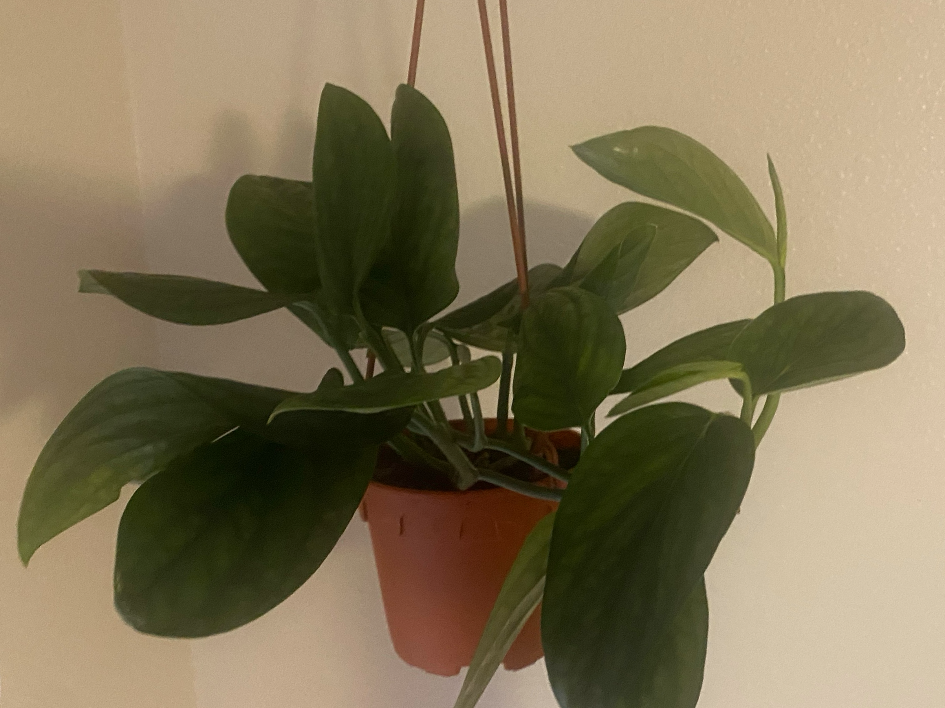 Monstera Peru